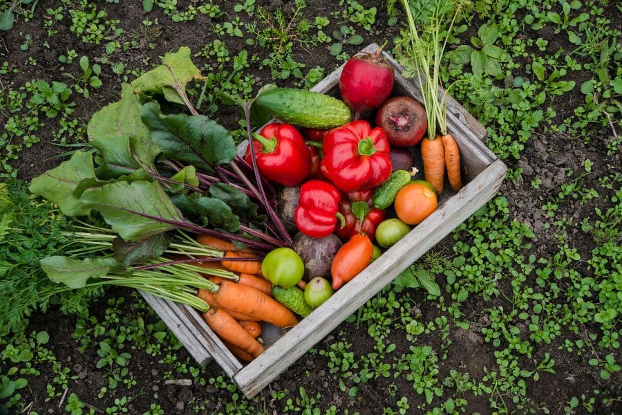 A wooden crate filled with freshly harvested garden vegetables including carrots, beets, bell peppers, cucumbers, tomatoes, and green apples, resting on garden soil. These colorful crops are great plants for lazy gardeners, offering high yields with relatively little maintenance.