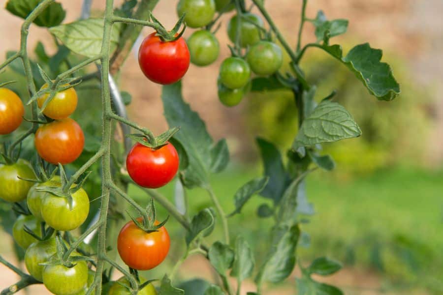 A tomato plant heavy with ripening fruit, showing clusters of green, orange, and bright red cherry tomatoes against a blurred garden background. Cherry tomatoes are classic plants for lazy gardeners thanks to their fast growth, minimal care needs, and high yield.