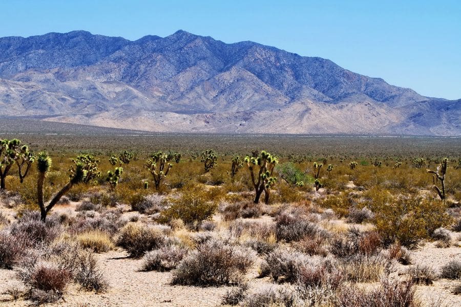 A dry desert landscape dotted with Joshua trees stretching toward distant mountains under a cloudless sky. Sparse shade, harsh climate, and limited facilities often land this among the national parks to avoid for family-friendly trips.