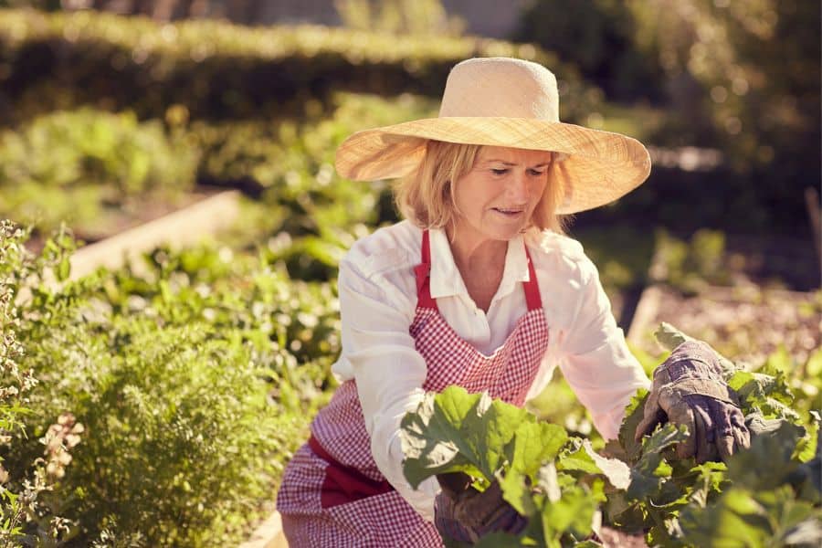 A retired woman wearing a straw hat and red gingham apron carefully tending to leafy greens in a raised bed, showing how gardening is the #1 hobby for retirees who enjoy growing their own food.