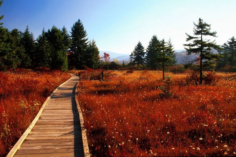 A wooden boardwalk winds through a golden autumn meadow surrounded by trees, representing scenic paths often packed in Overcrowded US National Parks.