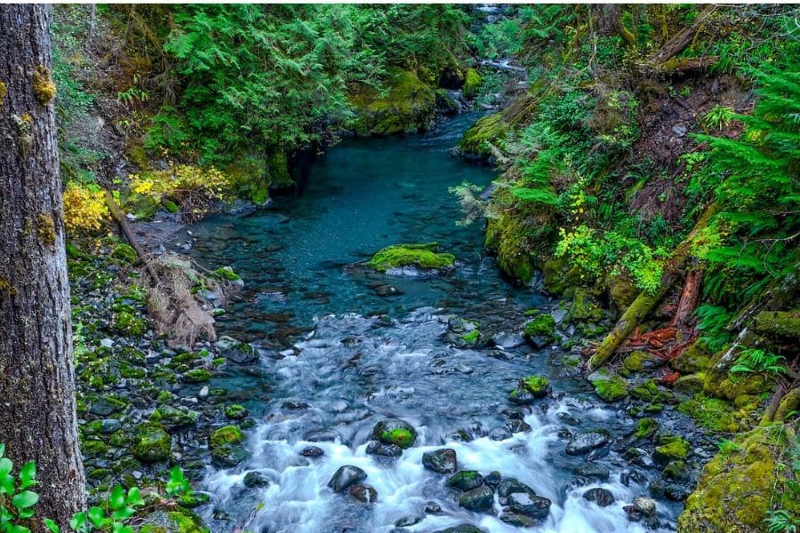 Crystal-clear creek winding through dense green forest with moss-covered rocks, capturing the peaceful allure of America’s Best-Kept Hiking Secrets in the Pacific Northwest.