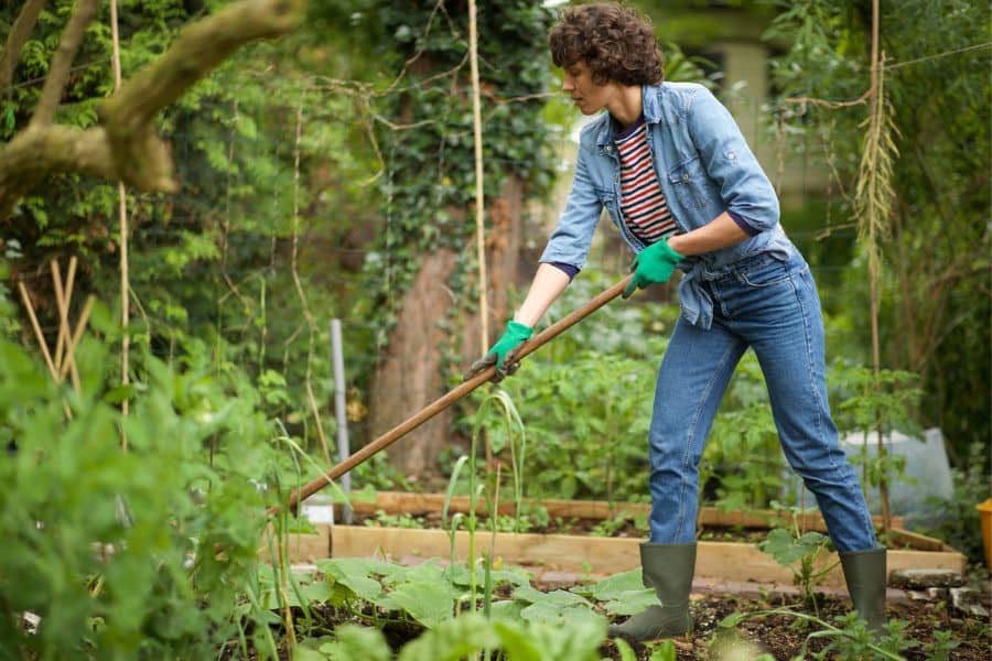 A woman wearing gloves and denim, raking through plants in a lush backyard garden, capturing the active side of why gardening is the #1 hobby for retirees.