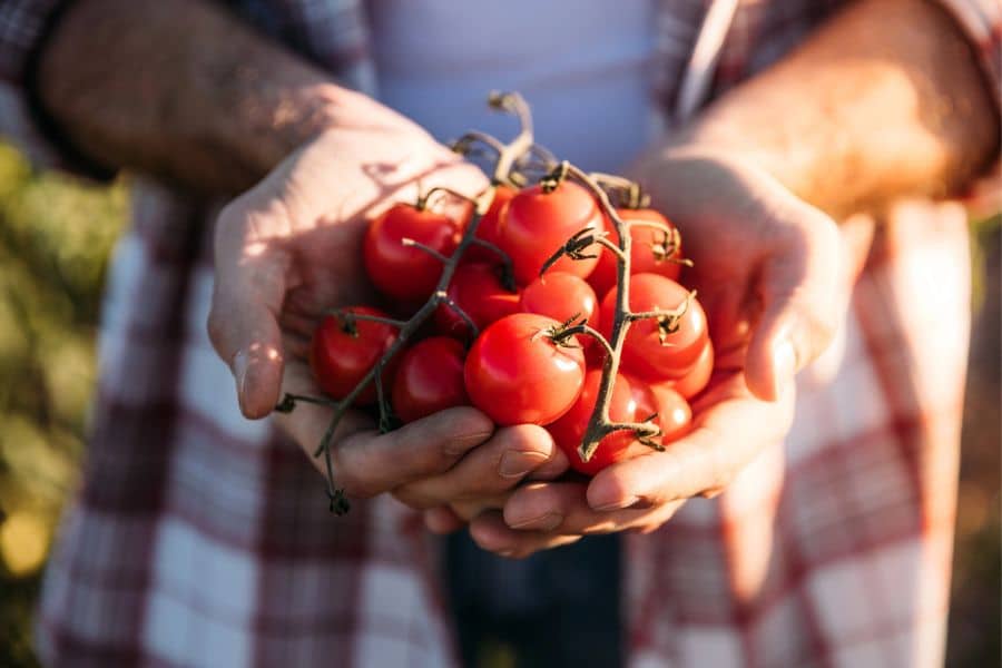 Close-up of hands holding a fresh bunch of vine tomatoes in a garden, showing the rewarding results of why gardening is the #1 hobby for retirees.