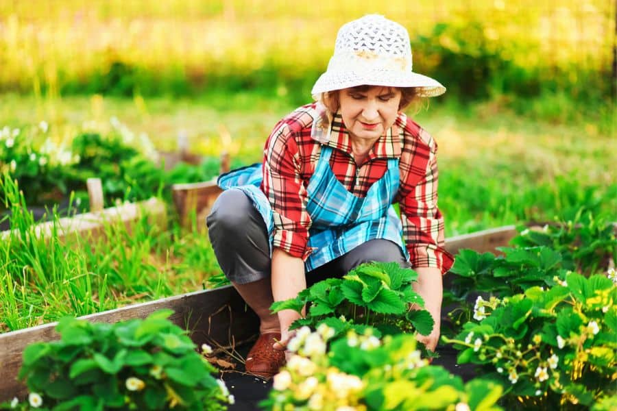 A senior woman in a sunhat and apron working in a raised strawberry bed, blending leisure and productivity to reflect how gardening is the #1 hobby for retirees.