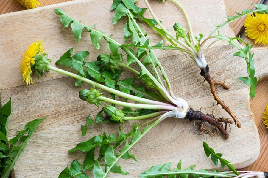 Freshly harvested dandelion greens and roots on a wooden cutting board, with bright yellow flowers attached. Dandelion is a lesser-known but potent superfood that helps slow the aging process.