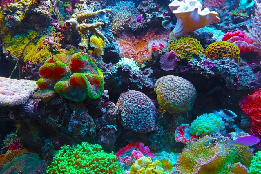 A colorful coral reef teeming with vibrant marine life and soft corals under the ocean. Diving among coral reefs is a bucket-list experience for nature lovers and belongs on any list of Bucket List Destinations to Visit.
