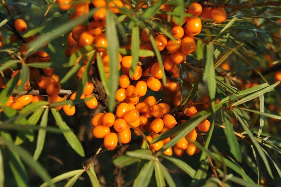 Bright orange sea buckthorn berries clustered on a branch with long, narrow leaves. Sea buckthorn is a powerful skin-nourishing plant included in the 7 Foods That Actively Fight Wrinkles.