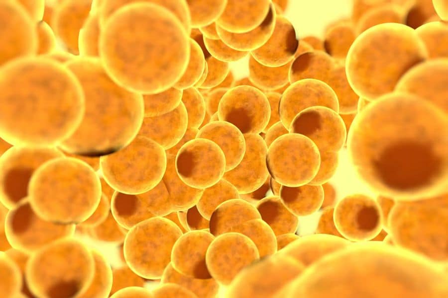 3D rendering of fat cells under a microscope, illustrating the biological factors involved in The Weight Loss Trap.