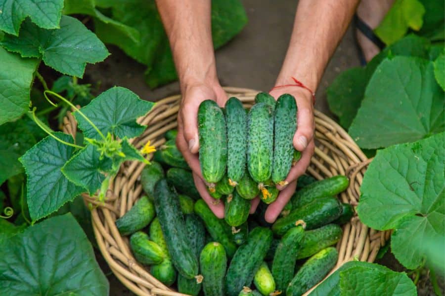 Hands holding freshly picked cucumbers over a basket filled with green produce, showing a healthy crop of cucumbers harvested straight from the garden. Large leafy vines surround the basket, emphasizing a successful growing season.
