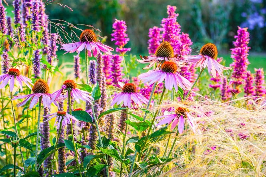 12 Perennials That Will Fill Your Garden With Color Without You Lifting a Finger (And They’re Hard to Kill)