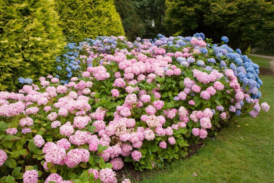 Large pink and blue hydrangea bushes blooming along a garden border in early spring showing things to do in March for healthy hydrangea.