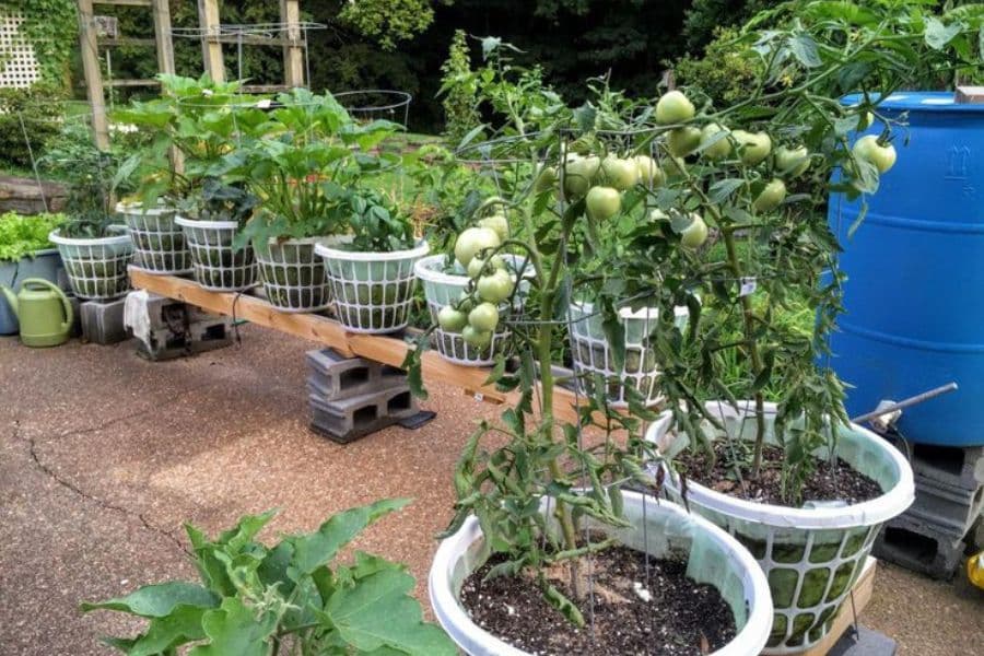 Plants That Thrive In Laundry Baskets growing in a backyard garden, with tomato plants heavy with green fruit and leafy vegetables planted in white plastic laundry baskets set on a patio. The baskets are elevated on cinder blocks and filled with soil, showing a creative container gardening setup for small spaces.
