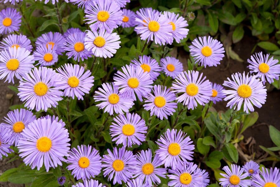 A cheerful cluster of purple Aster flowers with yellow centers in full bloom. Asters are beloved hardy plants that bring vivid color to late-season gardens.
