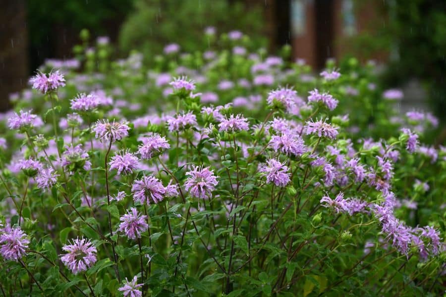 Cluster of light purple bee balm flowers growing densely in a garden bed showcasing Perennials That Will Fill Your Garden With Color.