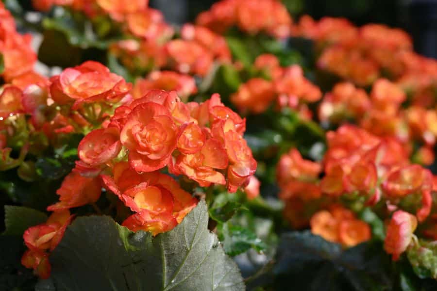 Bright orange Begonia blossoms with waxy petals and deep green foliage, glistening with water droplets. While often grown as annuals, some Begonias can be overwintered indoors, making them versatile hardy plants for many gardeners.