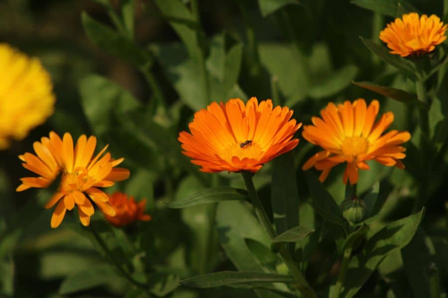 Bold orange Calendula flowers with delicate petals and green leaves, basking in sunlight. Also known as pot marigold, Calendula is one of the easiest hardy plants to grow in any herb or flower garden.