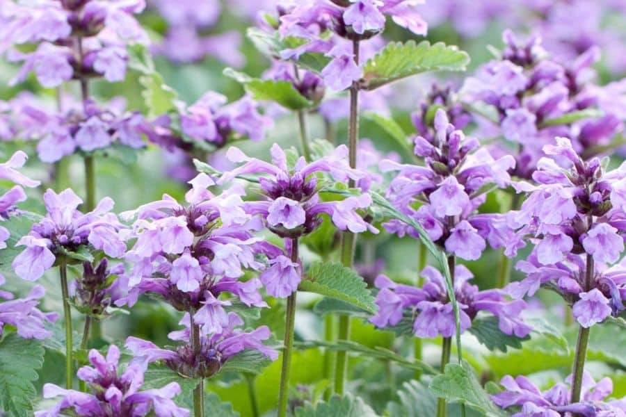 Mass of soft lavender-hued Betony flowers rising on leafy stems. This perennial is part of the mint family and prized among hardy plants for its ability to attract pollinators and tolerate varying conditions.