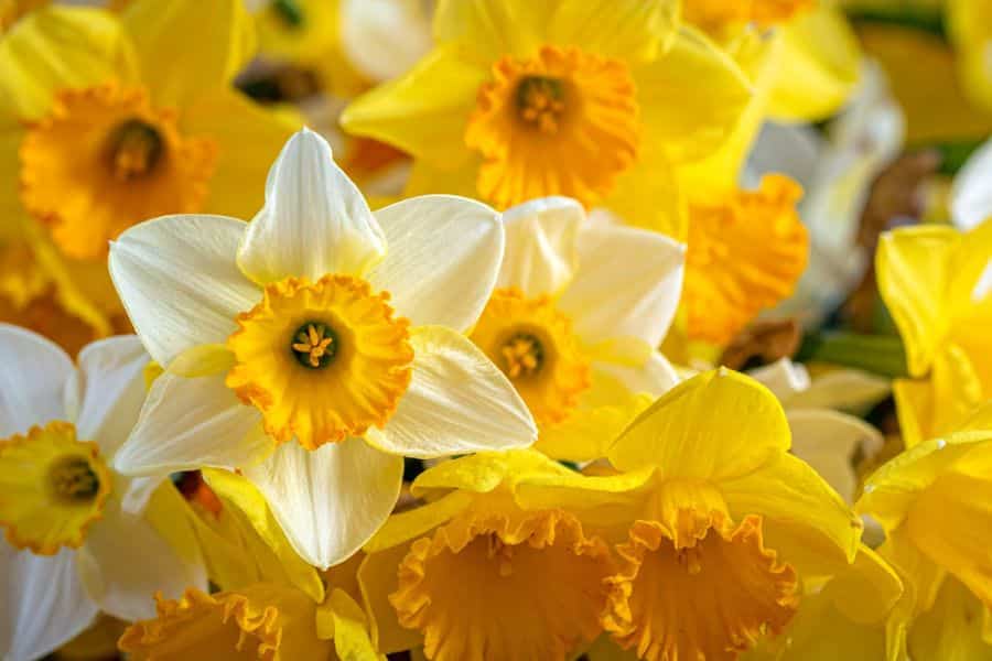Sunny yellow and white Daffodils with trumpet-shaped centers, symbolizing spring. As one of the most iconic hardy plants, daffodils naturalize easily and return reliably year after year.