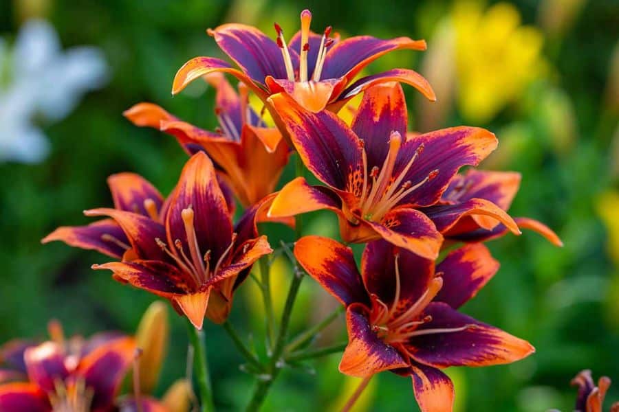 Striking bicolor lilies with deep burgundy and orange petals blooming vibrantly in a summer garden. These lilies are popular hardy plants, known for their resilience and dramatic flair.