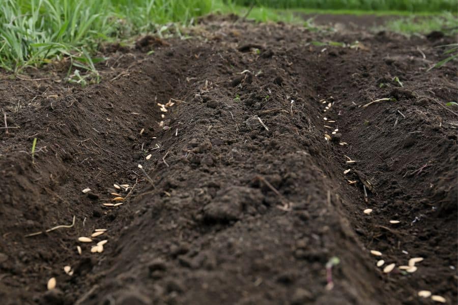 Neatly prepared garden rows with seeds planted in dark soil, marking the beginning stages of a future crop of cucumbers. The evenly spaced furrows show careful planning for healthy plant growth.