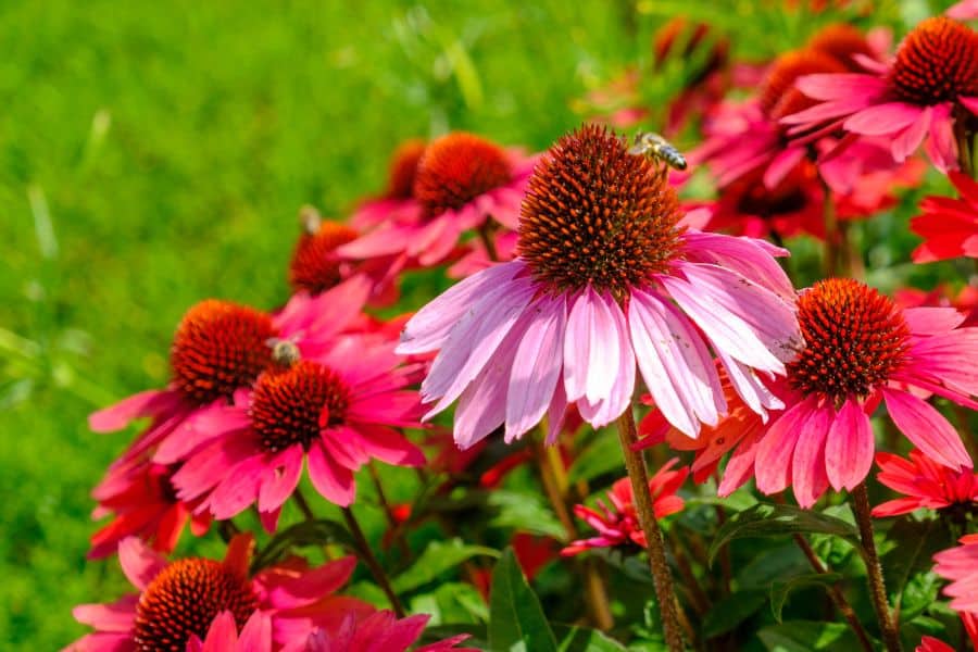 Bright red coreopsis flowers with golden centers blooming in a sunny garden bed as Perennials That Will Fill Your Garden With Color.