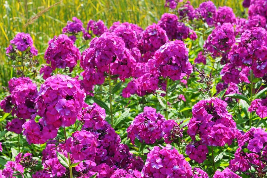 Lush cluster of vibrant pink phlox blossoms filling a garden border as Perennials That Will Fill Your Garden With Color.