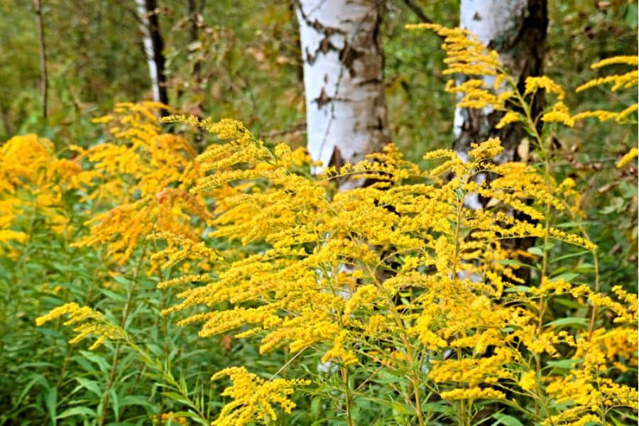 Tall goldenrod plants with feathery yellow plumes growing near birch trees representing late season Perennials That Will Fill Your Garden With Color.