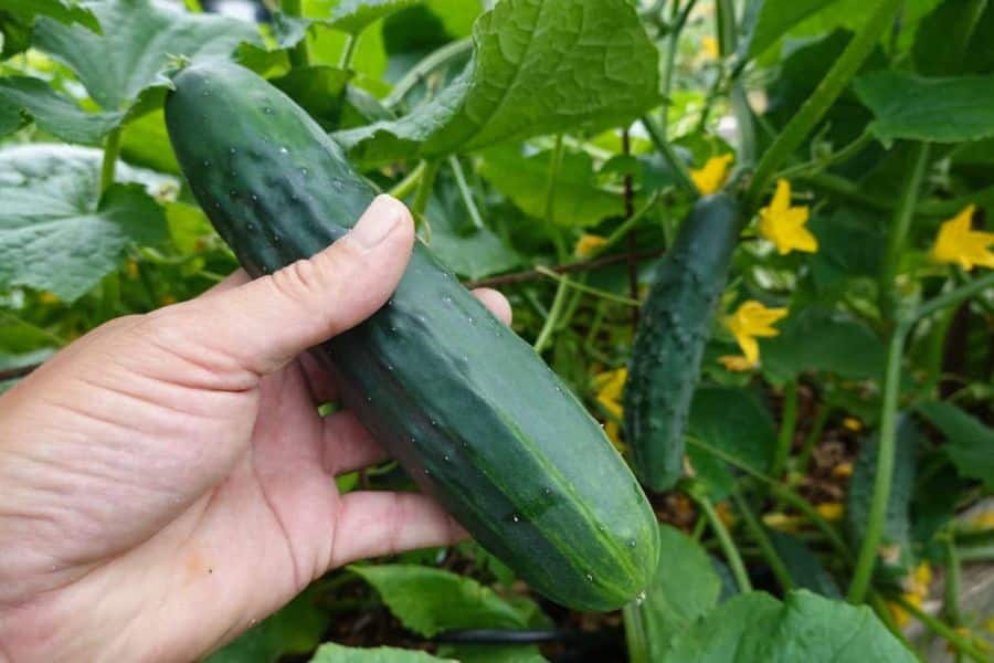 A hand gently holding a mature cucumber still attached to the vine, part of a flourishing crop of cucumbers ready for harvest. Yellow blossoms and lush leaves surround the fruit.