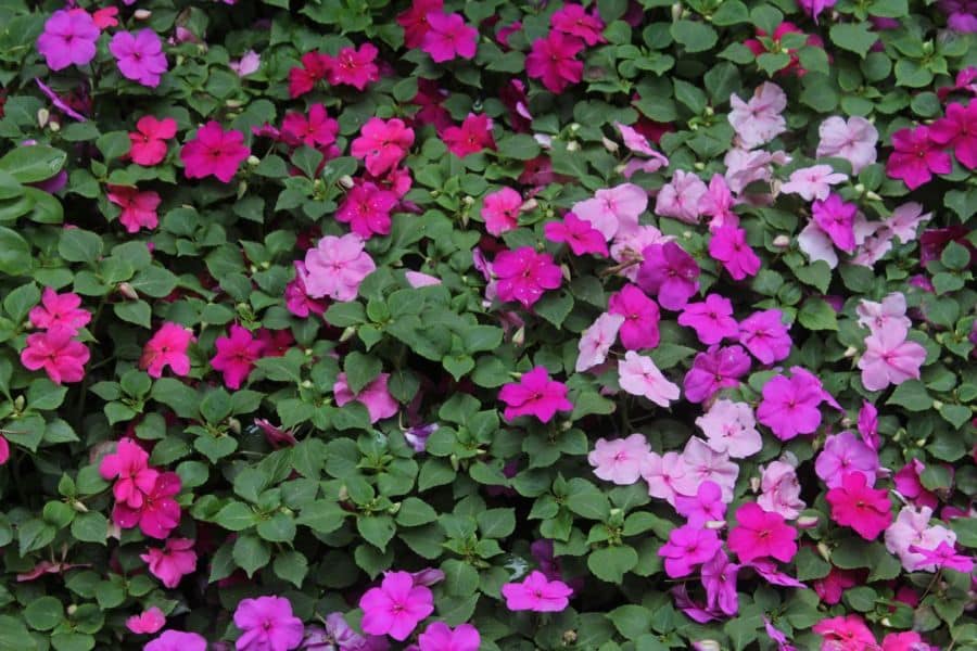 A lush bed of pink, magenta, and white Impatiens growing densely with rich green foliage. While sensitive to frost, Impatiens are considered hardy plants in shaded gardens during warm seasons.