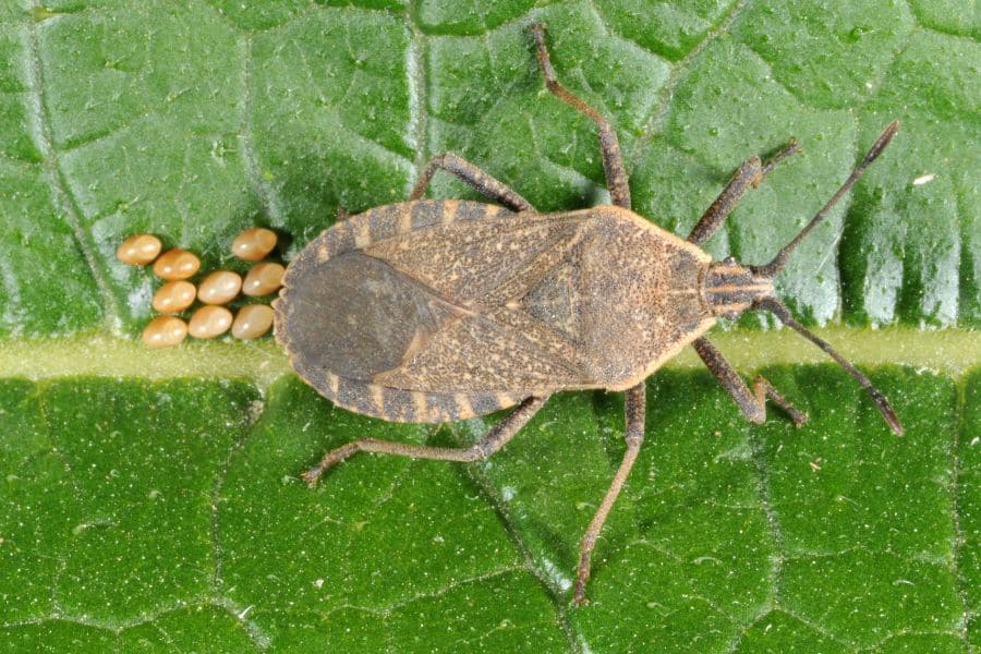 A close up of a squash bug and its eggs on a leaf, threatening the health of a crop of cucumbers. The detailed view shows common garden pests that can damage plants.