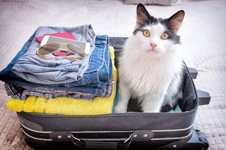 Black and white cat sitting inside an open suitcase packed with folded clothes showing traveling with your pet.