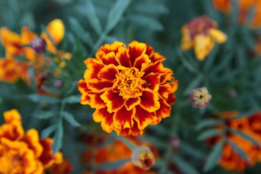 Close-up of a vibrant marigold flower with orange and red variegated petals. Marigolds are classic hardy plants favored for their pest-repelling properties and resilience in full sun.