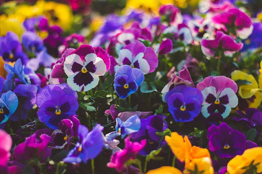 Colorful pansies in shades of purple, yellow, pink, and blue with distinctive face-like patterns. Pansies are cool-weather hardy plants that bloom through spring and fall with proper care.
