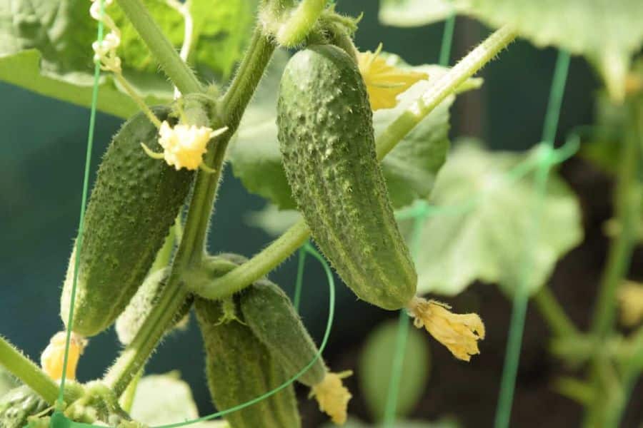Several small cucumbers growing on a vine supported by green ties, demonstrating a well managed crop of cucumbers in a controlled garden space.