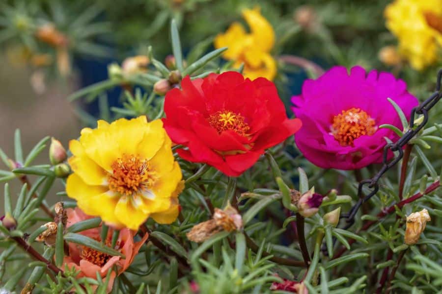 Close-up of vibrant Portulaca flowers in red, yellow, and magenta, surrounded by fleshy green leaves. These sun-loving blooms are hardy plants ideal for hot, dry gardens and containers.