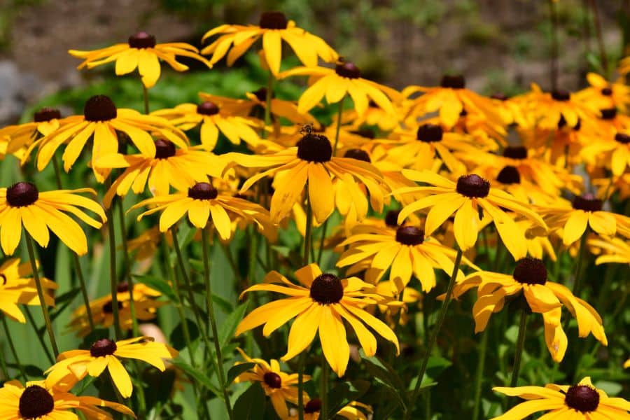 Bright yellow black eyed Susans with dark brown centers blooming in a sunny garden bed as Perennials That Will Fill Your Garden With Color.