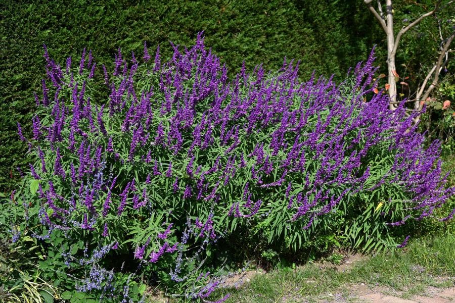 Large bush of purple salvia flowers with tall spikes and lush green foliage adding height and texture to Perennials That Will Fill Your Garden With Color.