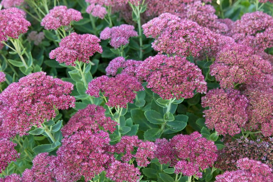 Cluster of pink sedum blossoms with thick succulent leaves showcasing late season Perennials That Will Fill Your Garden With Color.