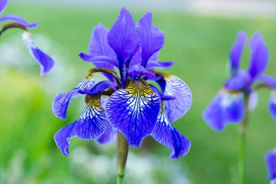 Detailed shot of a Siberian iris flower with vivid purple petals and intricate white and yellow veining. As cold-tolerant hardy plants, irises bring elegance and structure to perennial beds.