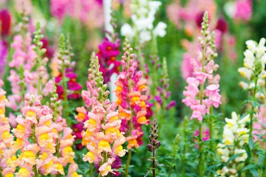 A garden bed bursting with colorful snapdragons in shades of pink, yellow, orange, and white. Snapdragons are cool-season hardy plants that provide cheerful blooms in early spring and fall.
