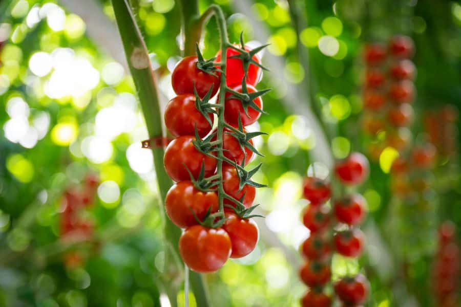 A close-up of a hanging vine filled with plump red cherry tomatoes growing in a lush greenhouse. Tomatoes contain lycopene, a potent antioxidant found in foods that can reverse aging and protect the skin from UV damage.