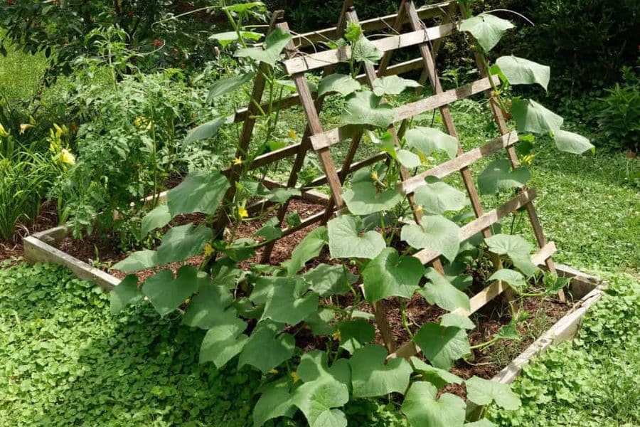 Cucumber vines climbing a wooden trellis in a raised bed, helping maximize space for a productive crop of cucumbers. The leafy growth spreads evenly across the structure.