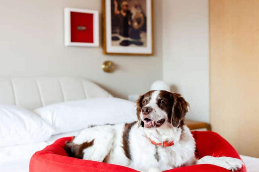 Brown and white dog relaxing on a red pet bed in a hotel room demonstrating comfortable accommodations when traveling with your pet.