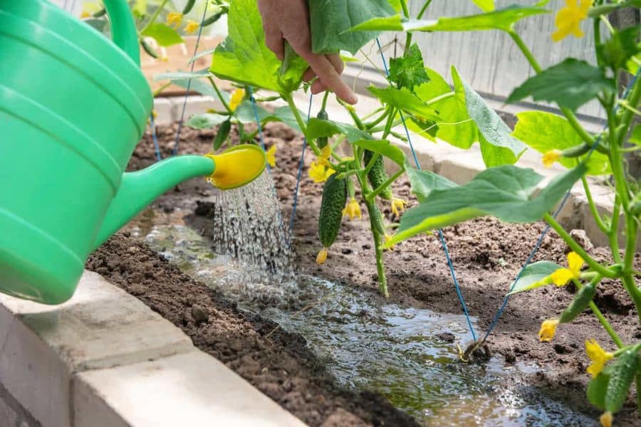 A gardener watering the base of cucumber plants in a raised bed, maintaining moisture levels for a strong and healthy crop of cucumbers. The steady stream of water soaks into the soil around the roots.