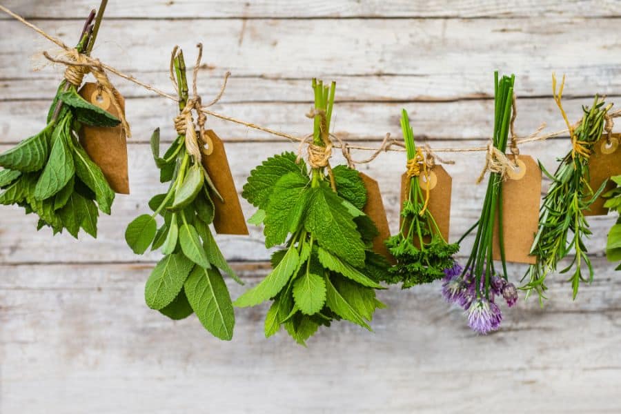 Fresh herb bundles including mint, sage, parsley, chives, and rosemary hanging to dry against a rustic wooden wall representing herbs and spices with nutritional benefits.