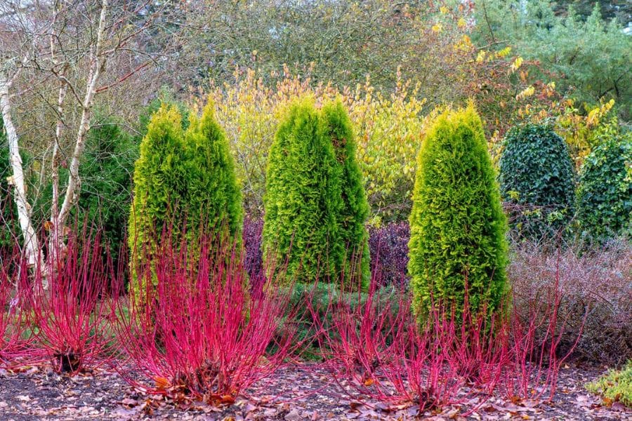 Bright green evergreen shrubs stand behind red twig stems in a mixed garden bed with fallen leaves. Colorful winter texture shows shrubs to plant in March for year round structure.