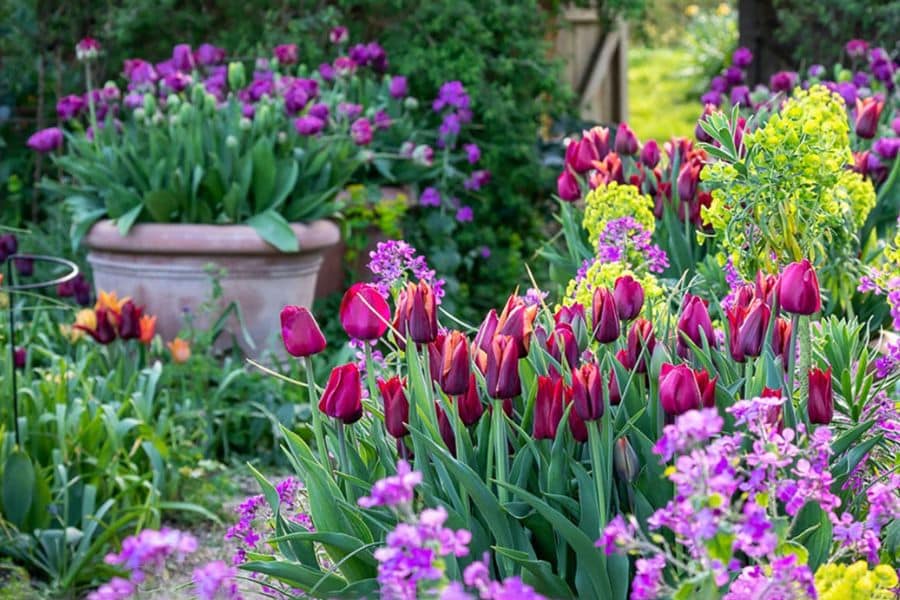 A lush garden bed filled with deep pink and purple tulips surrounded by other blooming spring flowers and a large planter in the background. This colorful mix shows the kind of flowers to plant in April for a layered spring display.