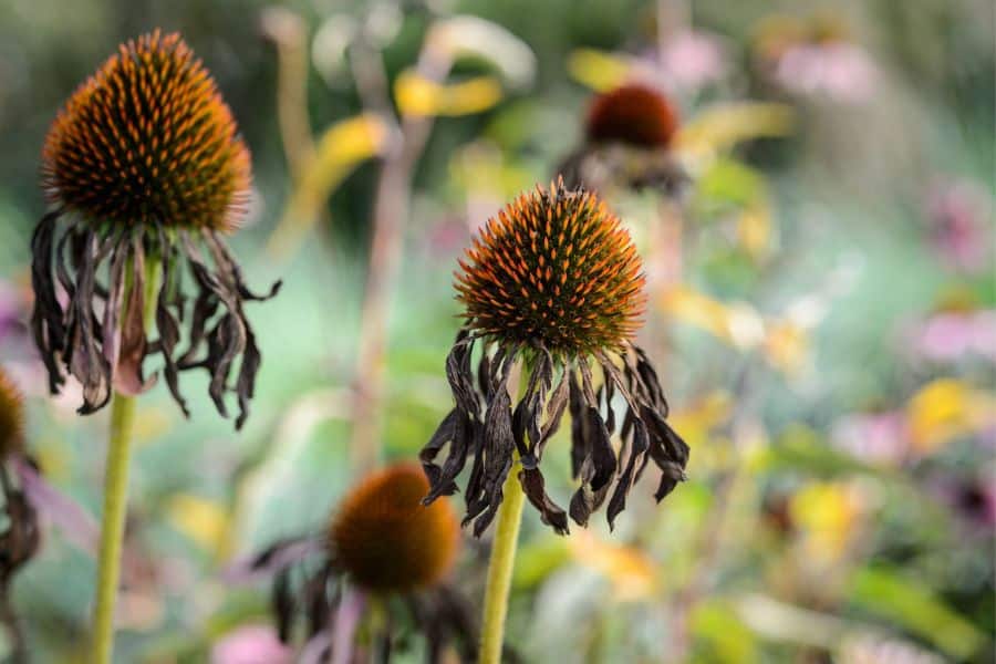 Dried coneflower seed heads stand above the garden with brown petals hanging beneath their spiky orange centers. This shows a perennial left standing through winter and ready to cut back in April.