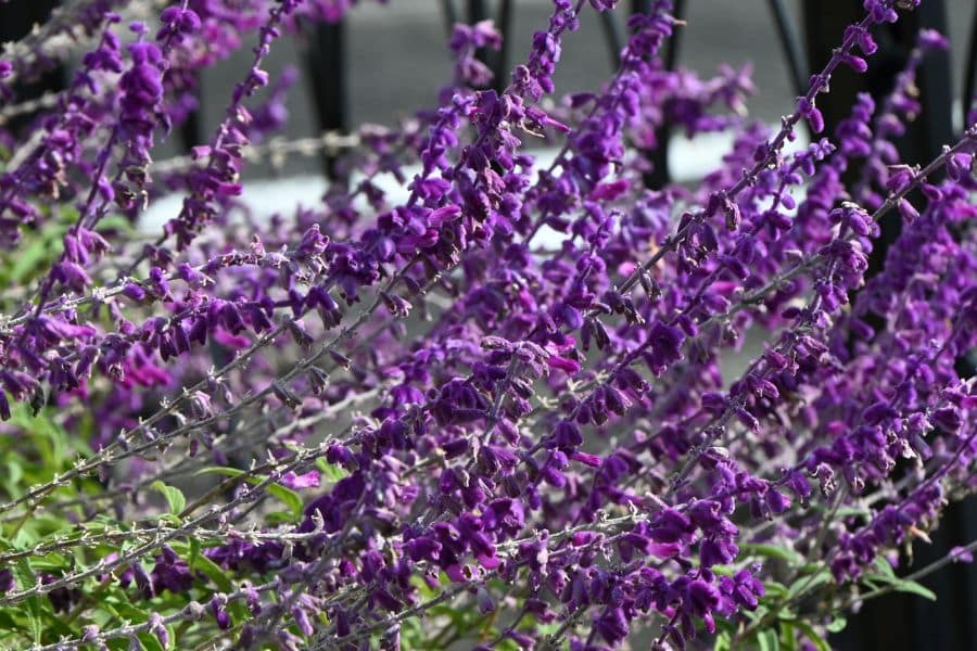 Purple flower spikes with small velvety blooms arch across the frame in a dense tangle. This perennial is shown in the garden before cutting back in April as part of spring cleanup.